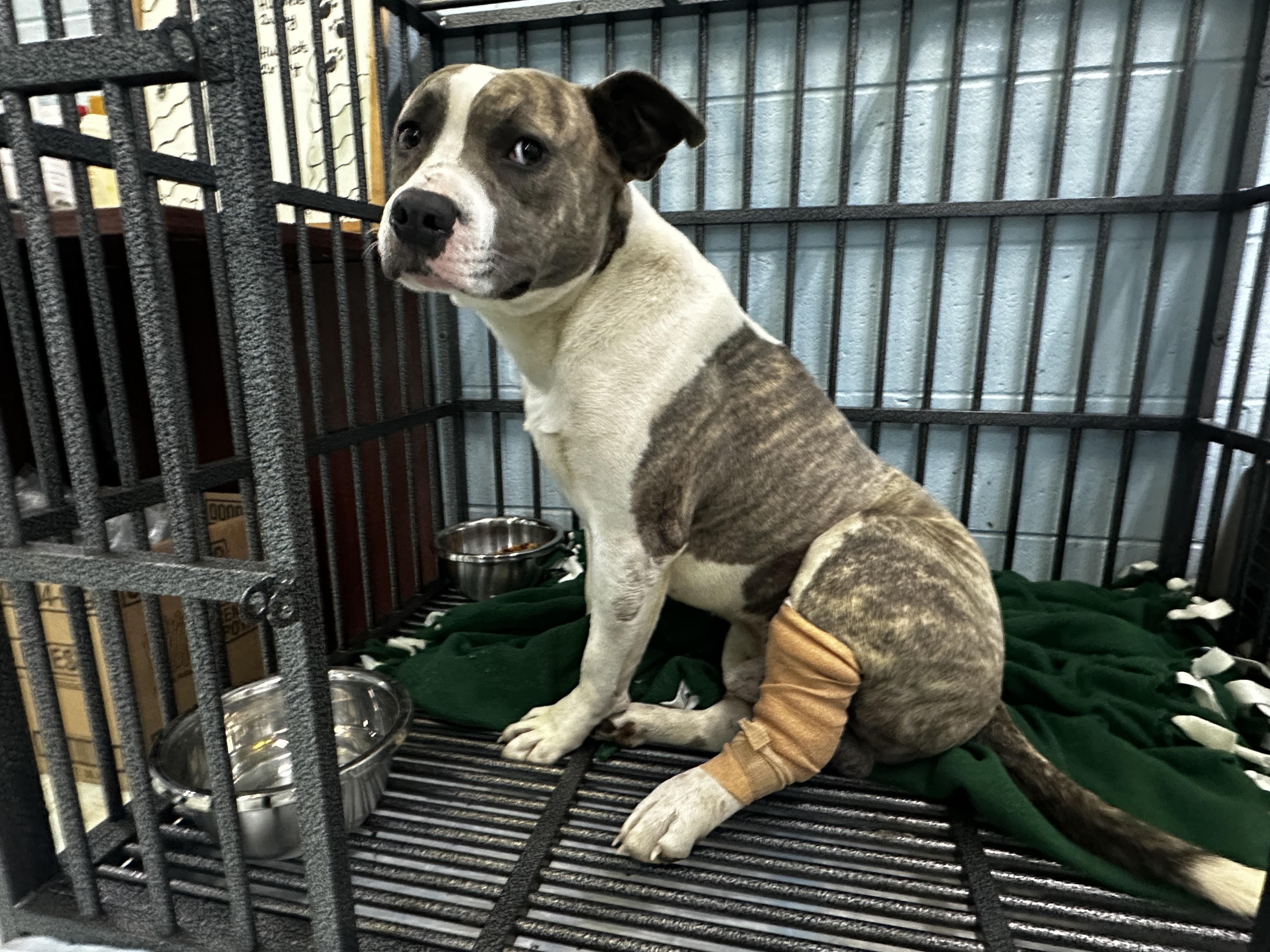 Riggs, Adoptable, Adult Male Pit Bull Terrier.