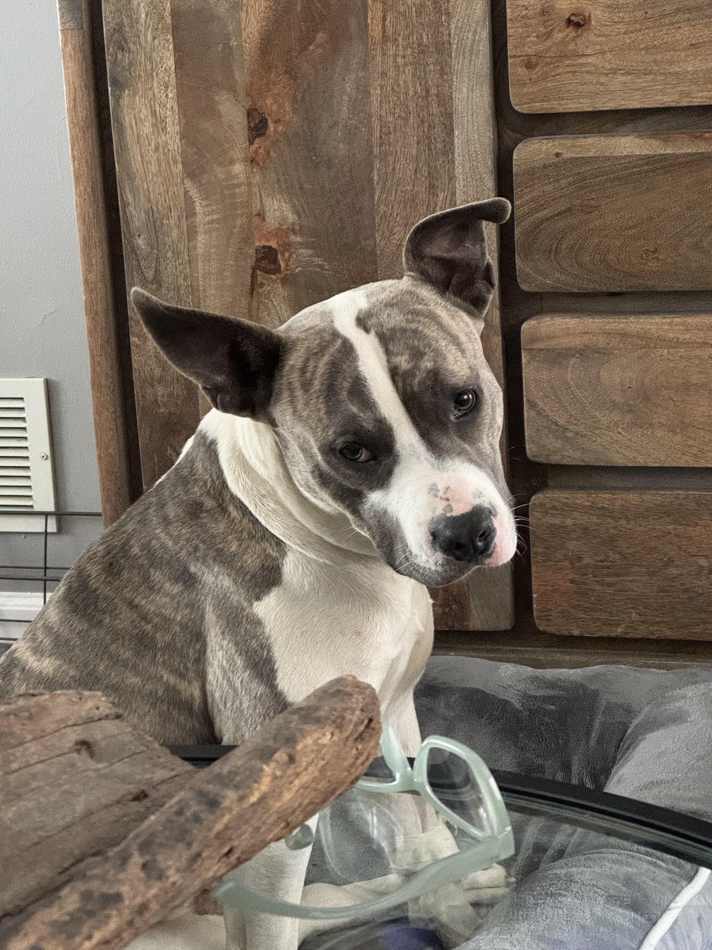 Enlarge Riggs, a Adoptable mixed breed in Stahlstown, PA image 2/6