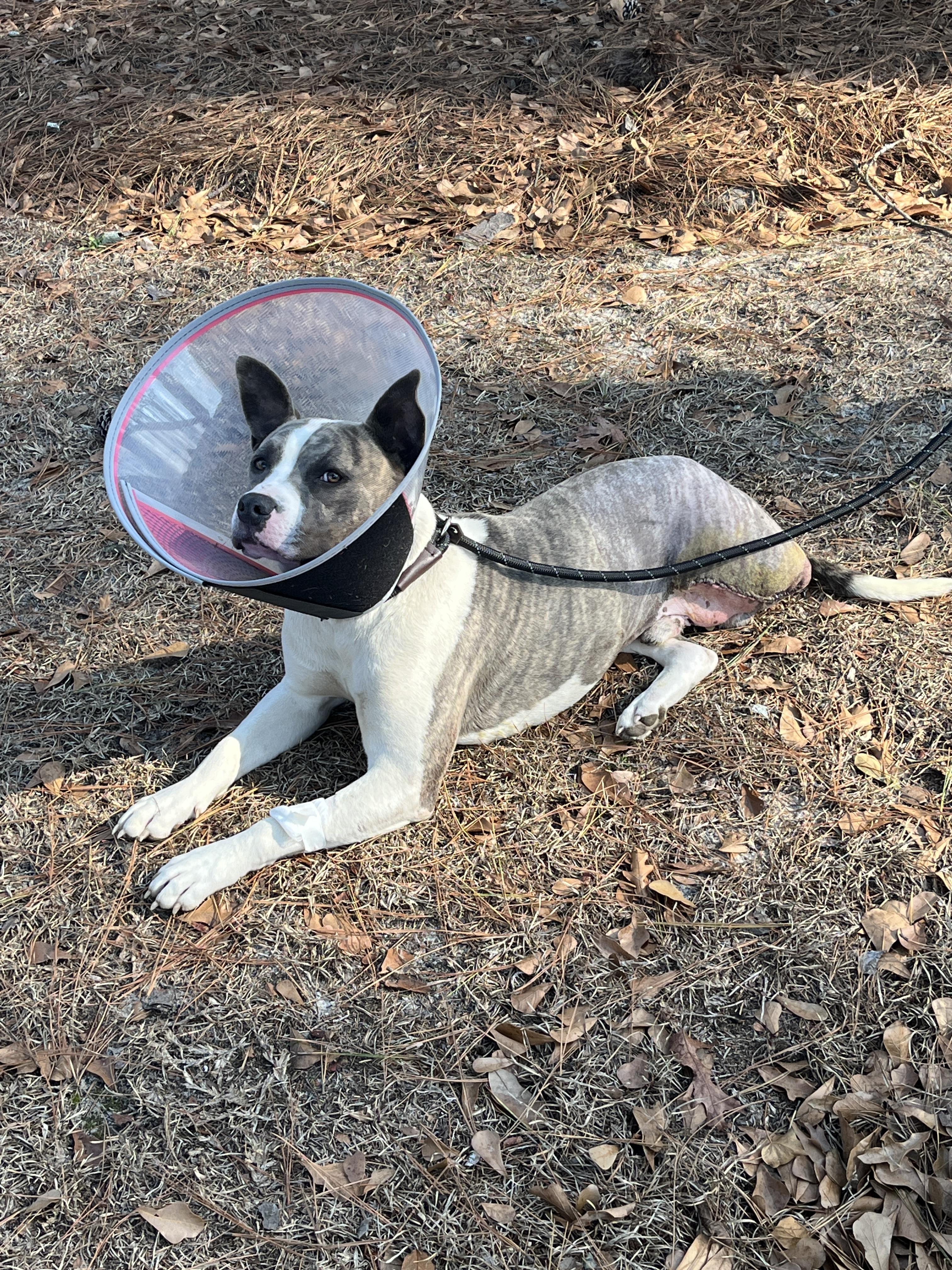 Enlarge Riggs, a Adoptable mixed breed in Stahlstown, PA image 3/6