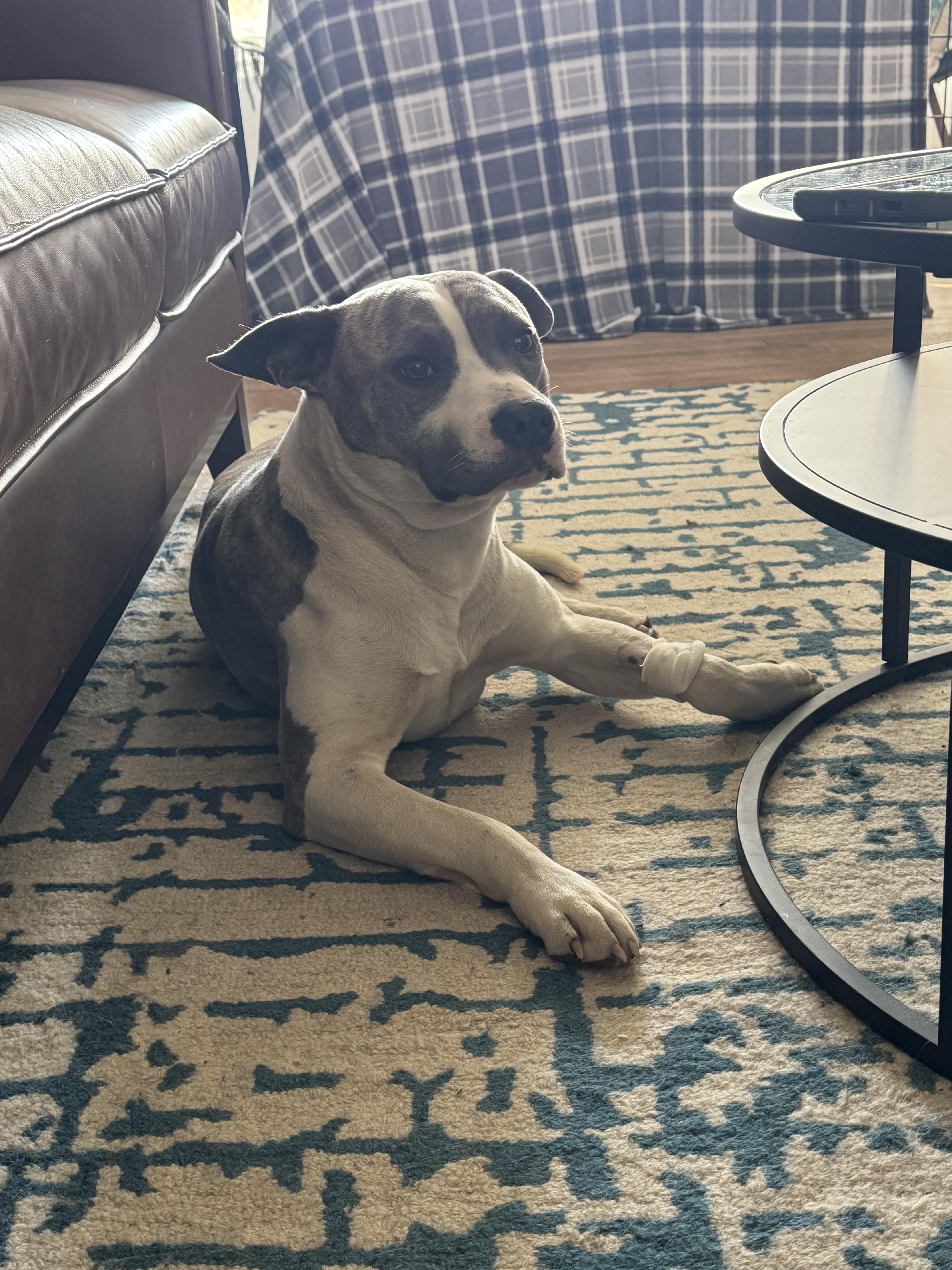 Enlarge Riggs, a Adoptable mixed breed in Stahlstown, PA image 4/6