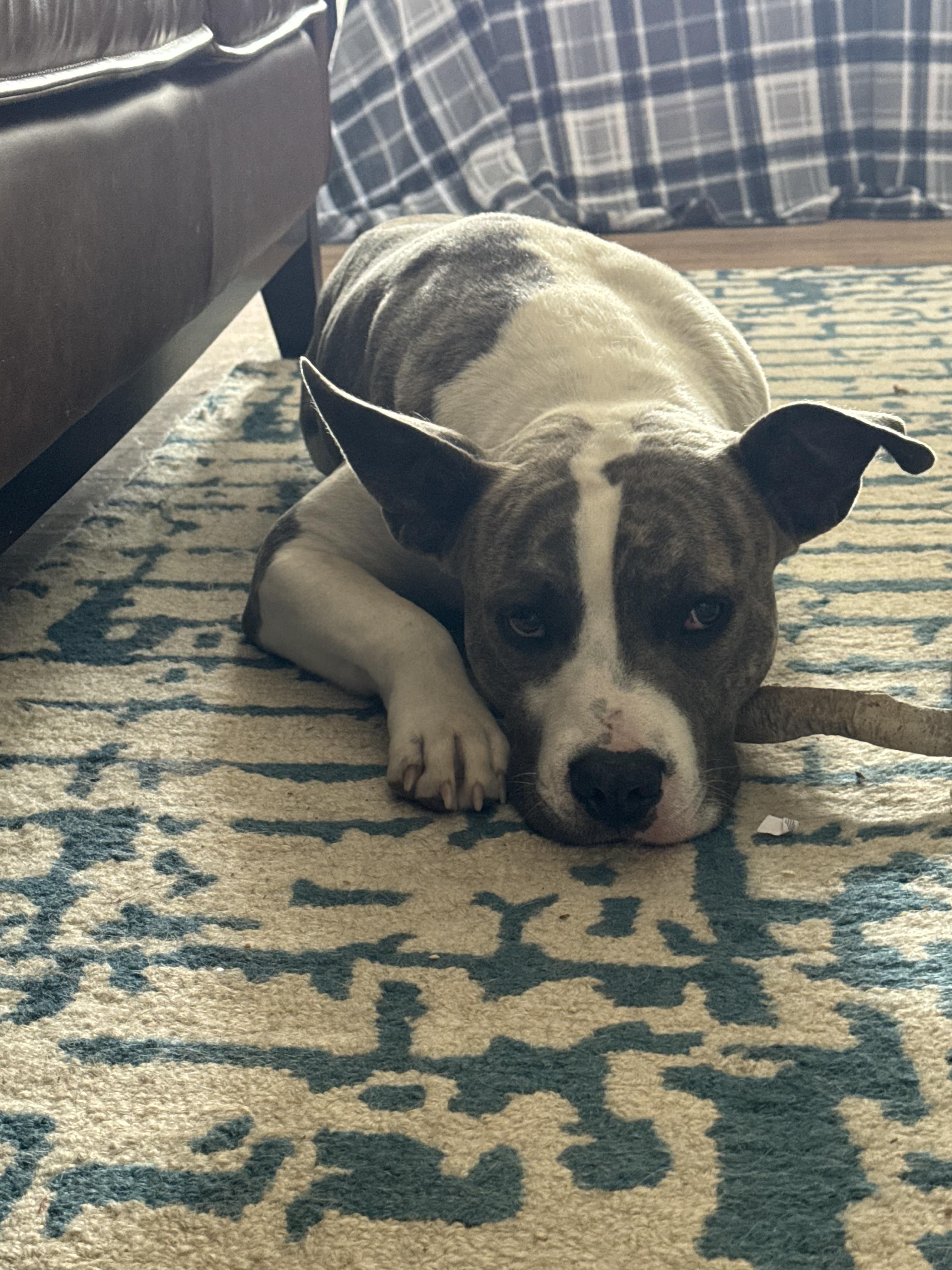 Enlarge Riggs, a Adoptable mixed breed in Stahlstown, PA image 5/6