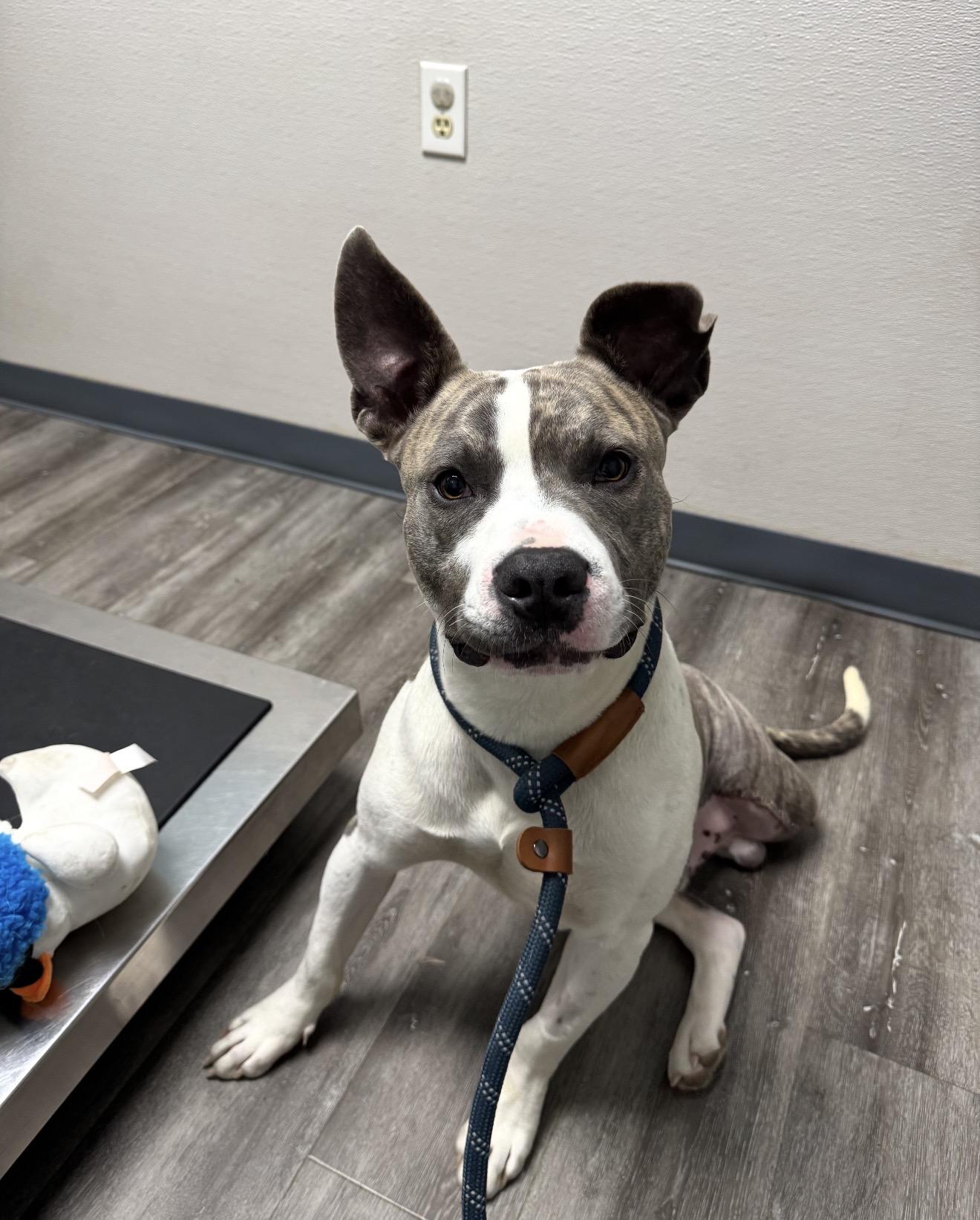 Enlarge Riggs, a Adoptable mixed breed in Stahlstown, PA image 6/6