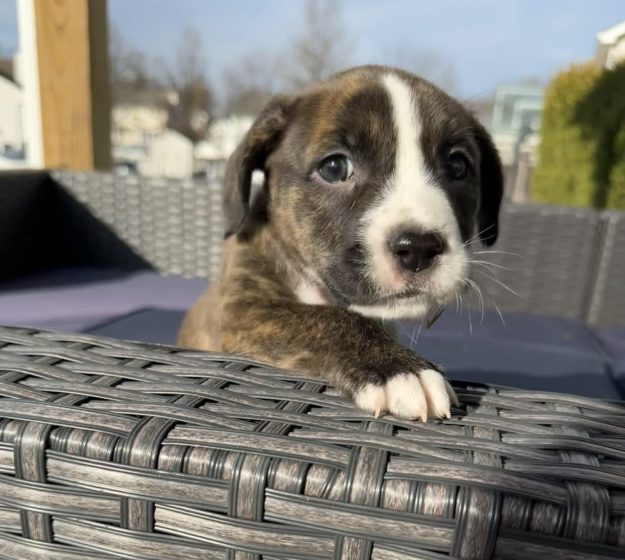 Enlarge Hattie, a Adoptable mixed breed in O'Fallon, MO image 6/6