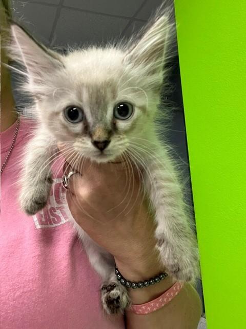 Barbie, an adopted mixed breed in Tyler, TX image 4/4