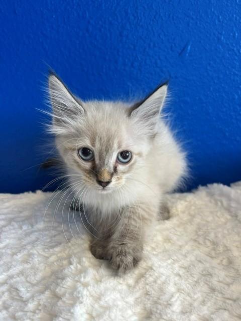 Barbie, an adopted mixed breed in Tyler, TX image 3/4