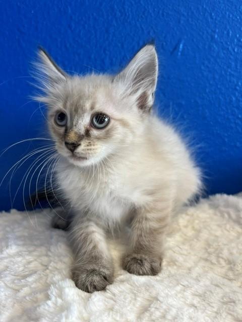 Barbie, adopted, Young Female Domestic Medium Hair & Domestic Long Hair.