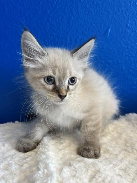 Barbie, an adopted mixed breed in Tyler, TX image 2/4