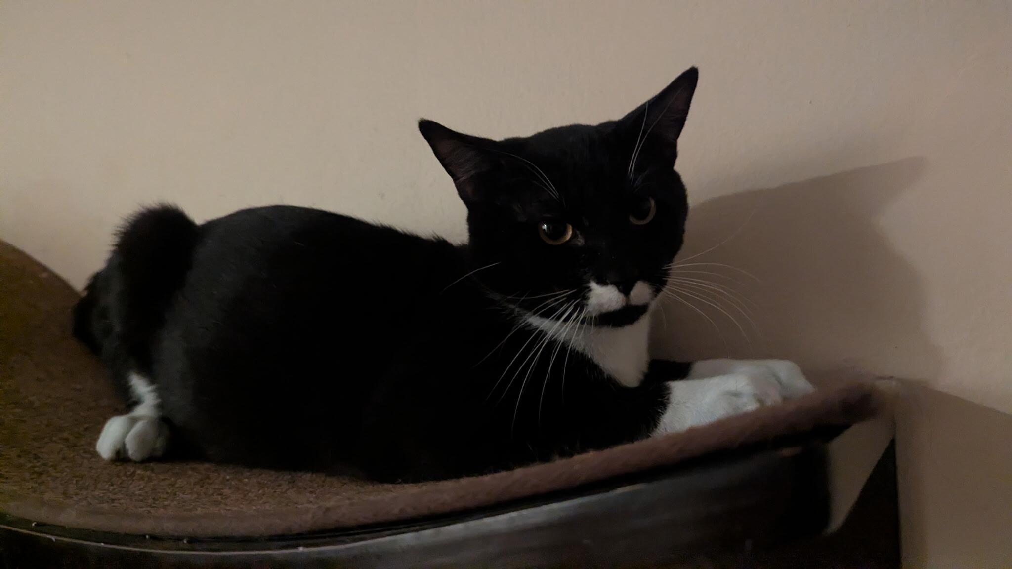 Chorizo, a Adoptable Domestic Short Hair in Union Gap, WA image 2/2