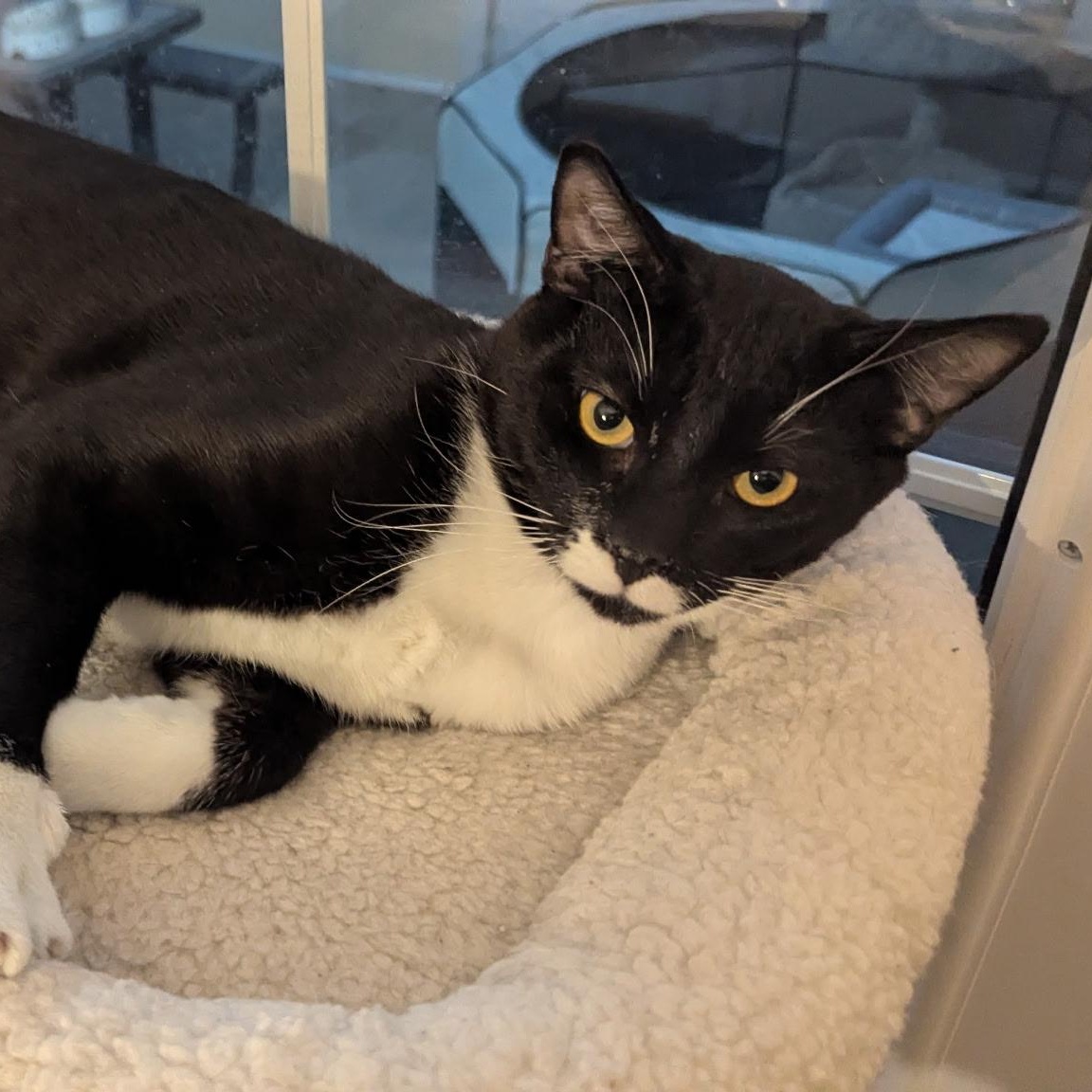 Chorizo, a Adoptable Domestic Short Hair in Union Gap, WA image 1/2