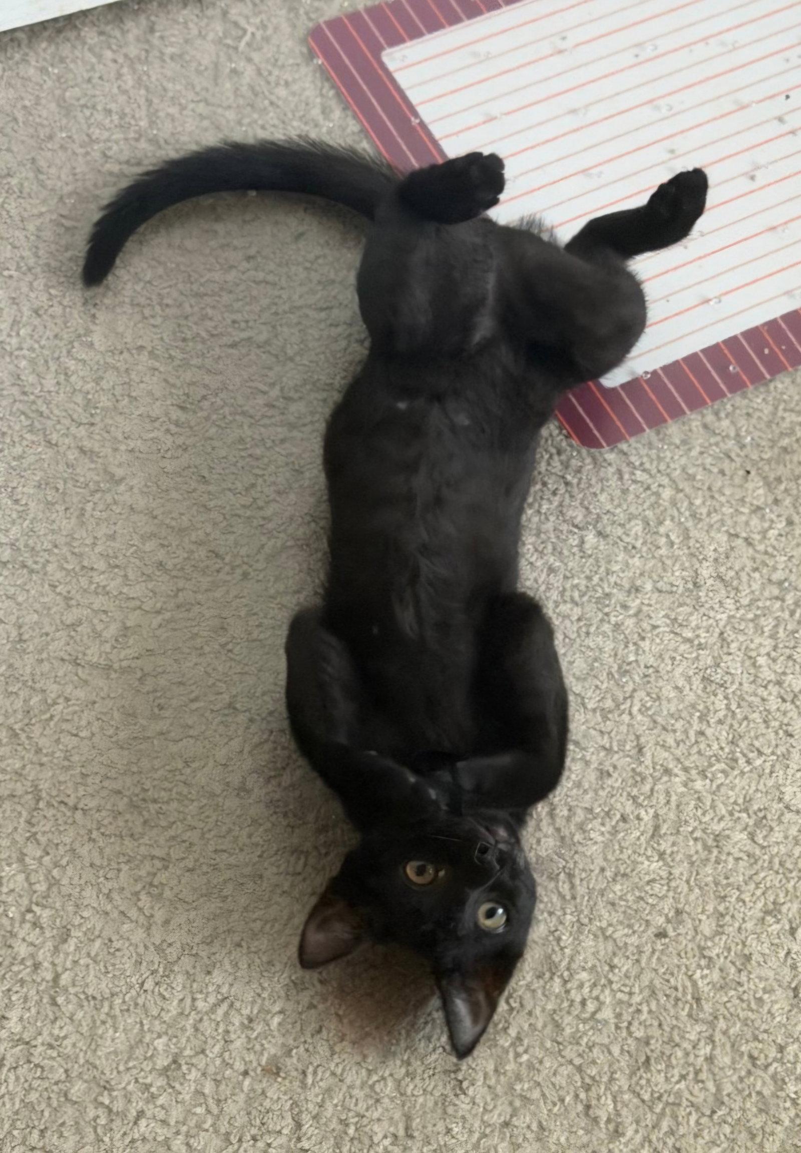 Lydia, Adoptable, Kitten Female Domestic Short Hair.