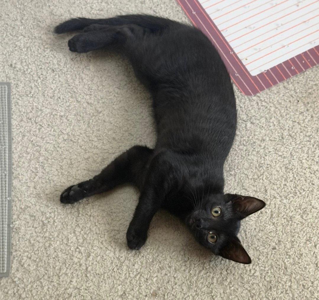 Enlarge Lydia, a Adoptable Domestic Short Hair in McKinney, TX image 2/3