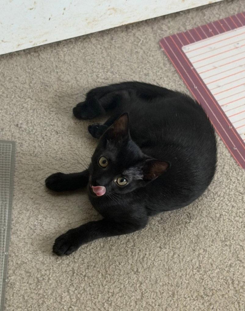 Enlarge Lydia, a Adoptable Domestic Short Hair in McKinney, TX image 3/3