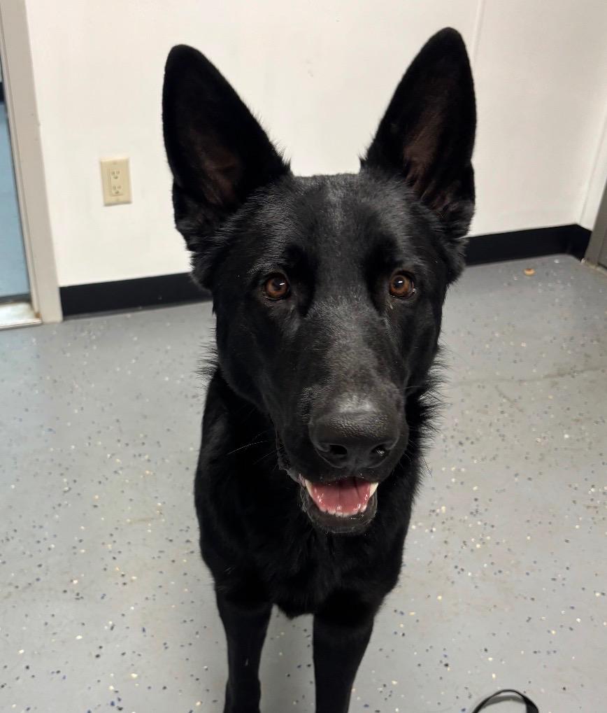 Shadow, Adoptable, Young Male German Shepherd Dog & Mixed Breed.