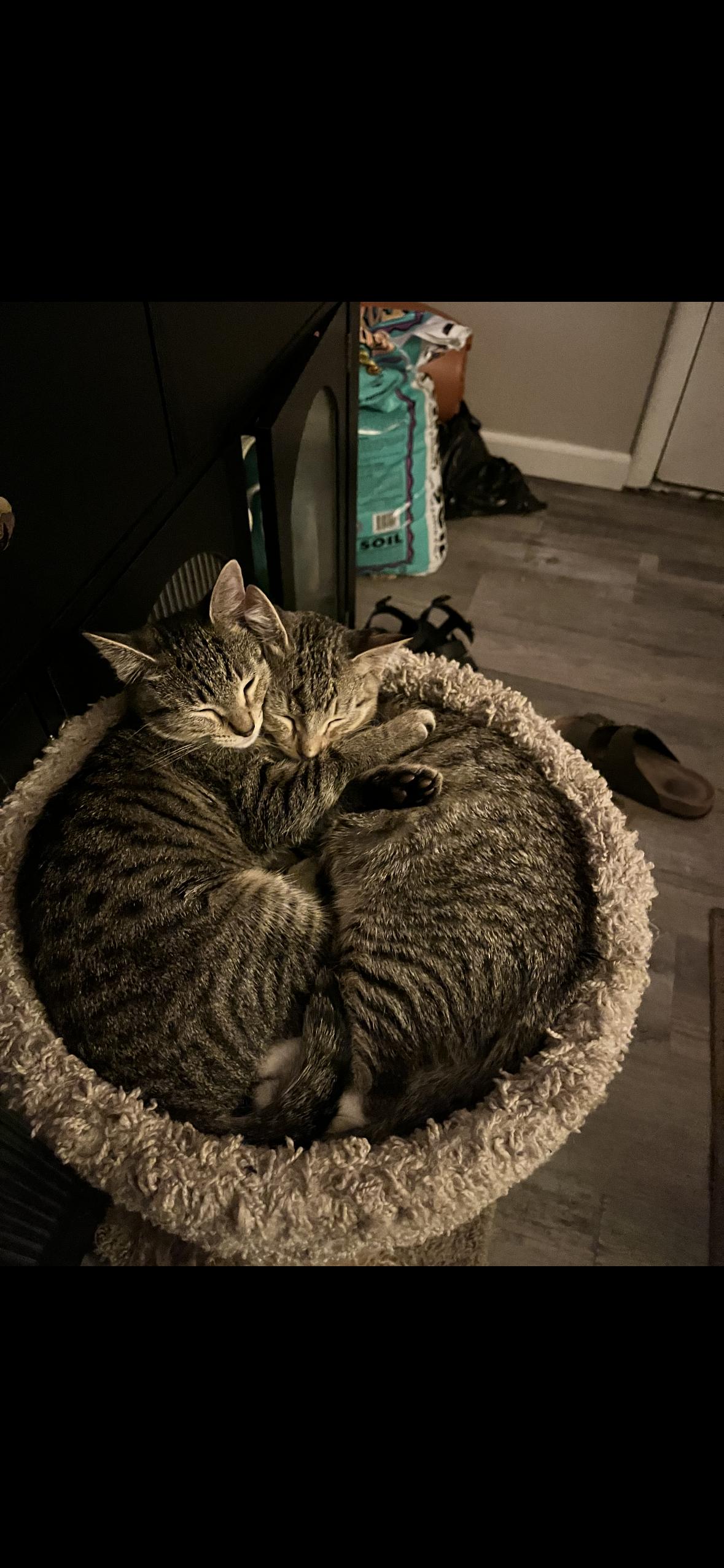 Enlarge Peanut and Cashew, a Adoptable Domestic Short Hair in Missoula, MT image 1/2