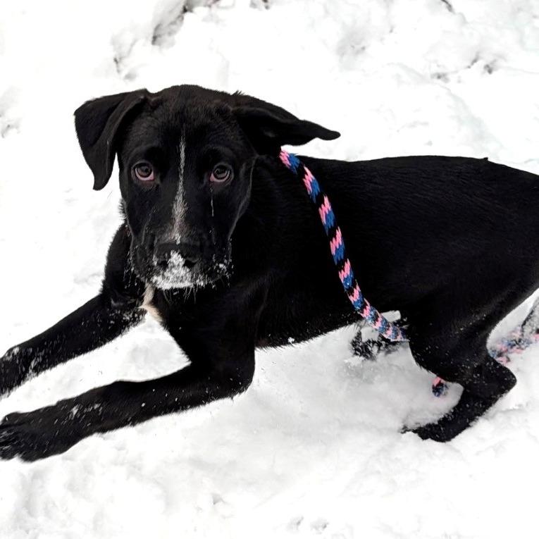 Petunia, a Adoptable Mixed Breed in East Hanover, NJ image 1/5