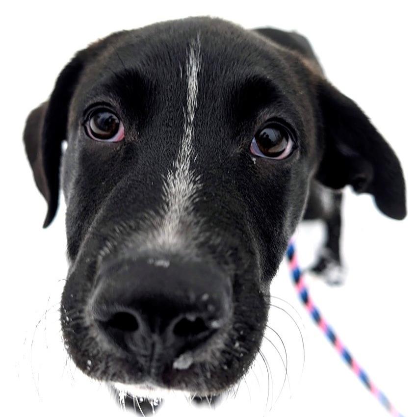 Petunia, a Adoptable Mixed Breed in East Hanover, NJ image 2/5