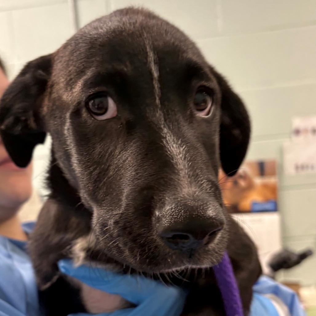 Petunia, a Adoptable Mixed Breed in East Hanover, NJ image 4/5