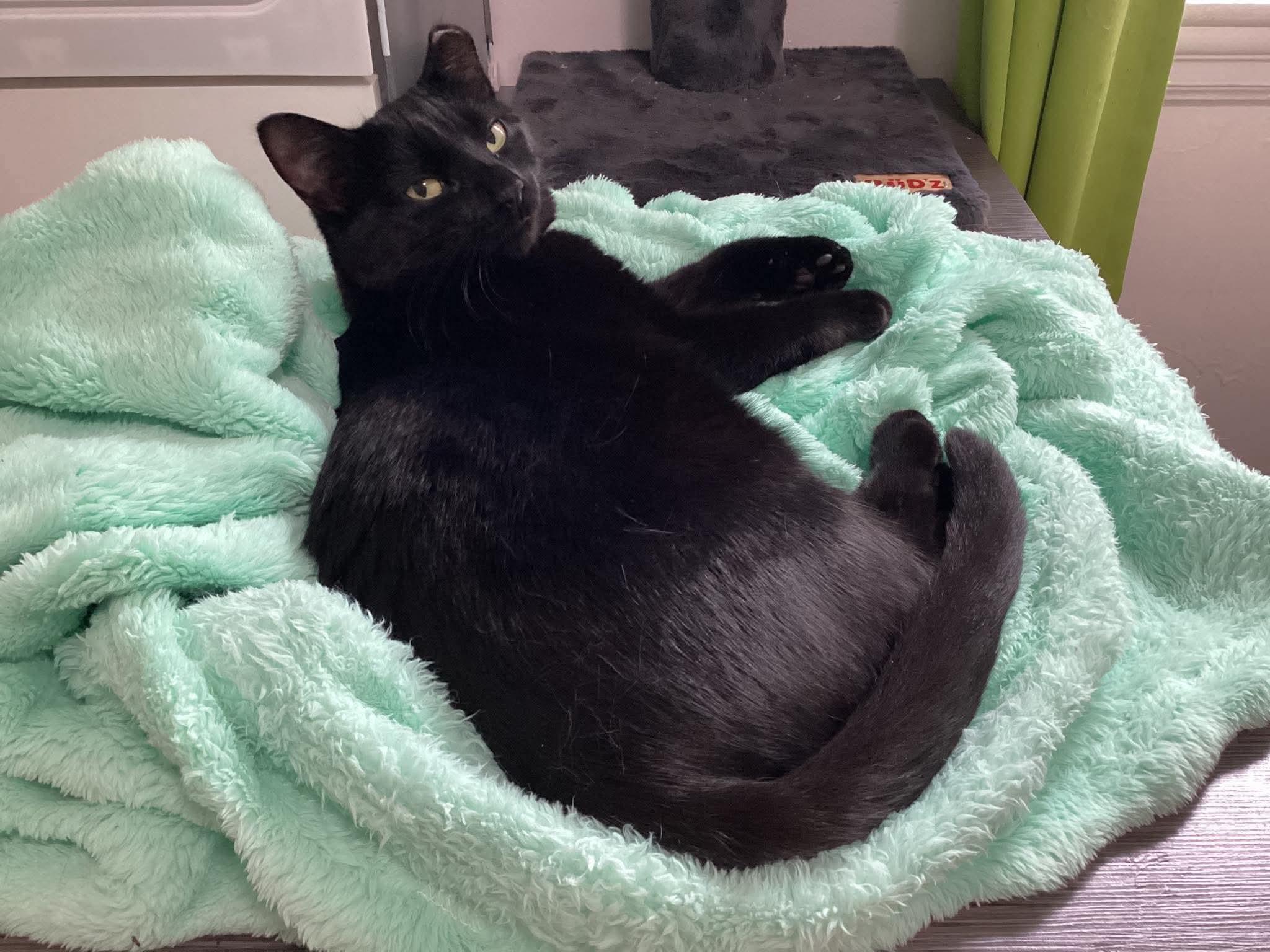 Enlarge Chatouille, a Adoptable Domestic Short Hair in Terrebonne, QC image 6/6