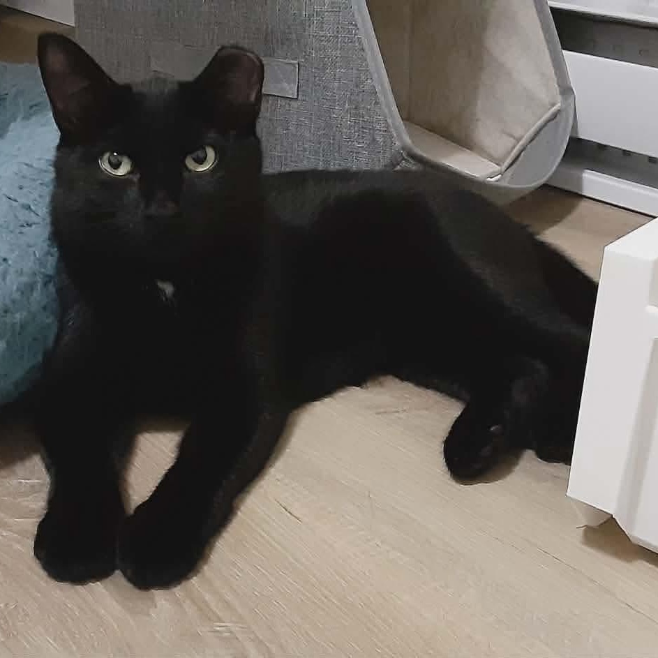 Enlarge Chatouille, a Adoptable Domestic Short Hair in Terrebonne, QC image 4/6