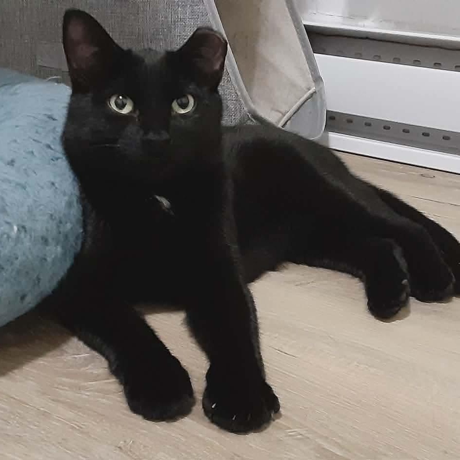Enlarge Chatouille, a Adoptable Domestic Short Hair in Terrebonne, QC image 5/6