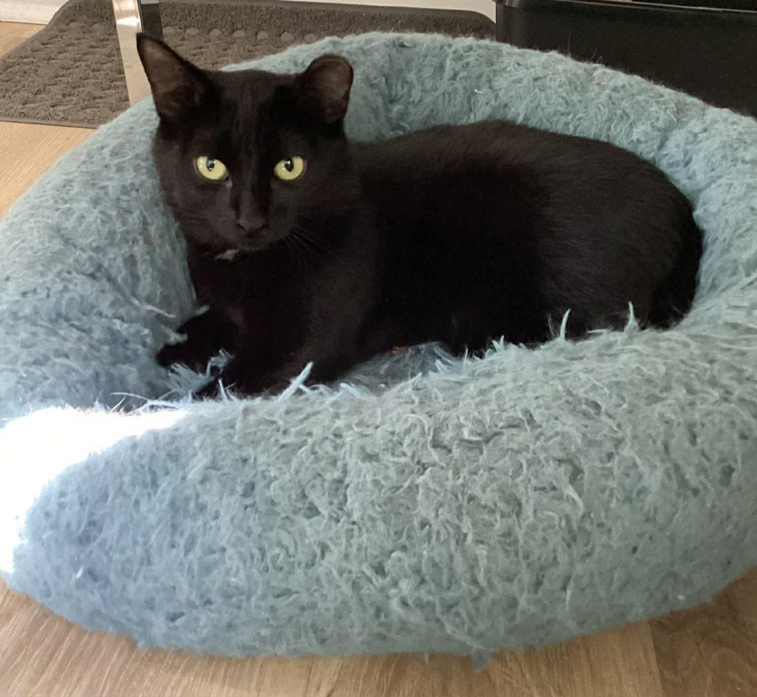 Enlarge Chatouille, a Adoptable Domestic Short Hair in Terrebonne, QC image 3/6