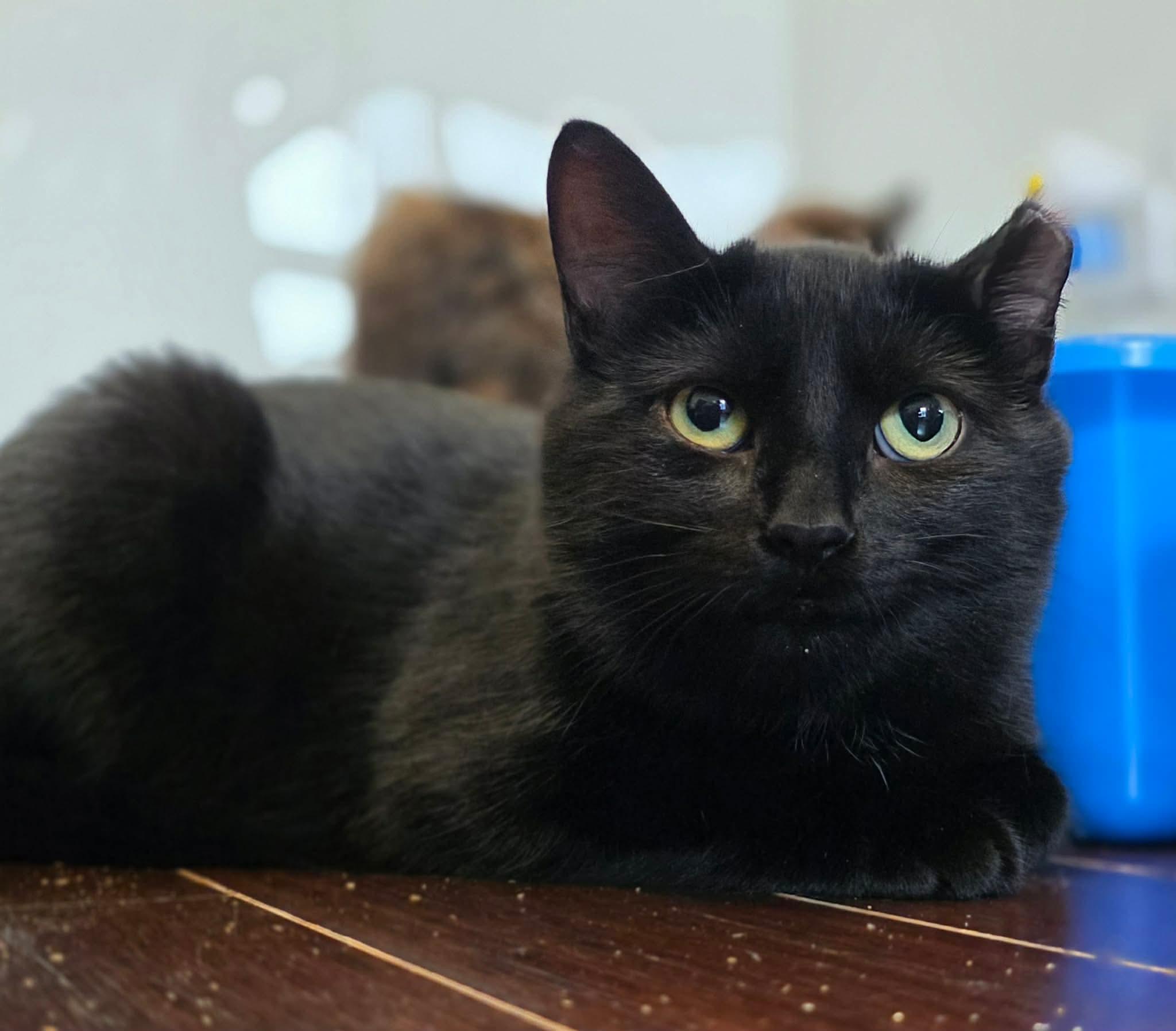 Chatouille, Adoptable, Young Female Domestic Short Hair.