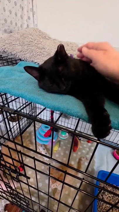 Enlarge Chatouille, a Adoptable Domestic Short Hair in Terrebonne, QC video 2/6