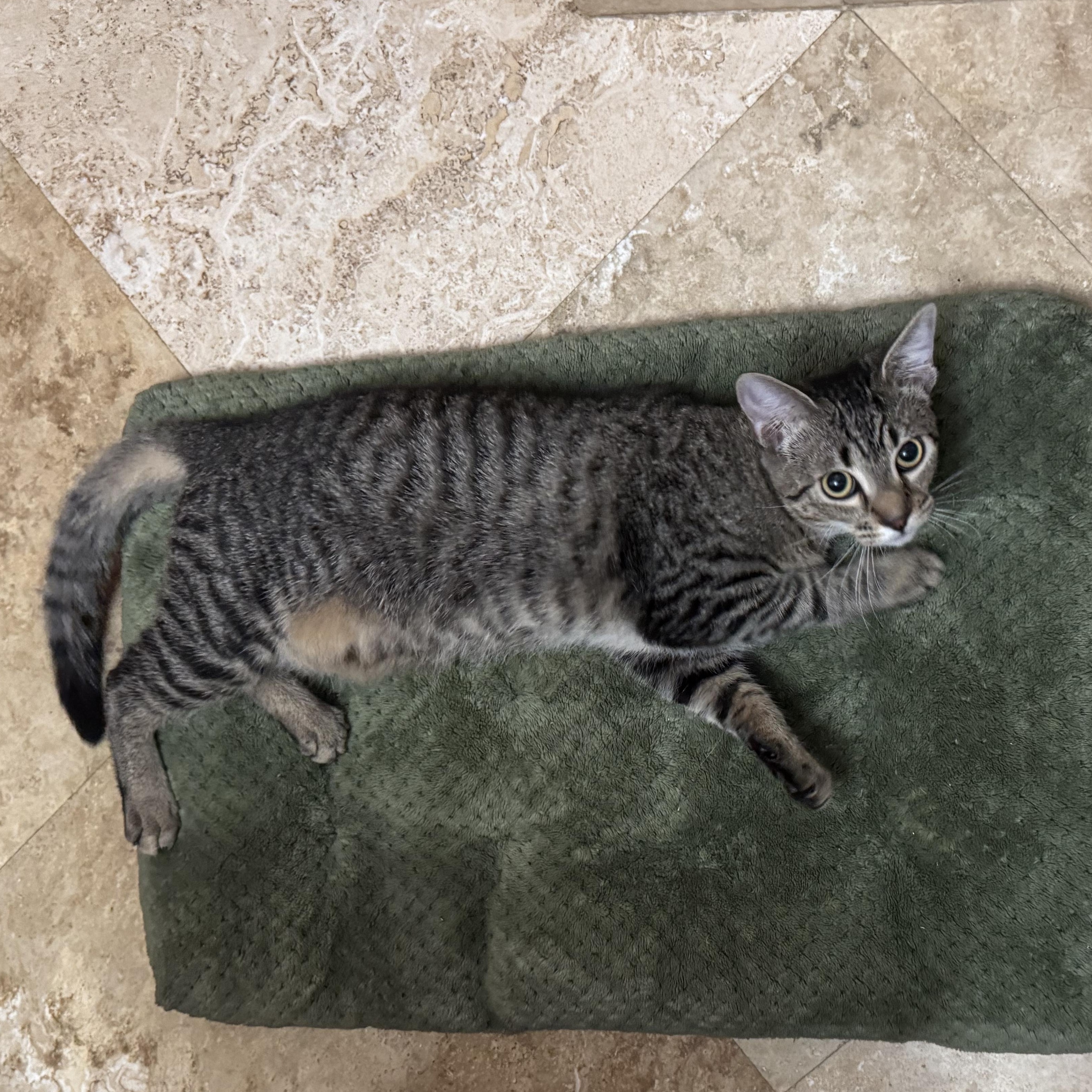 Enlarge Christina, a Adoptable Tabby in Hartford, CT image 3/3