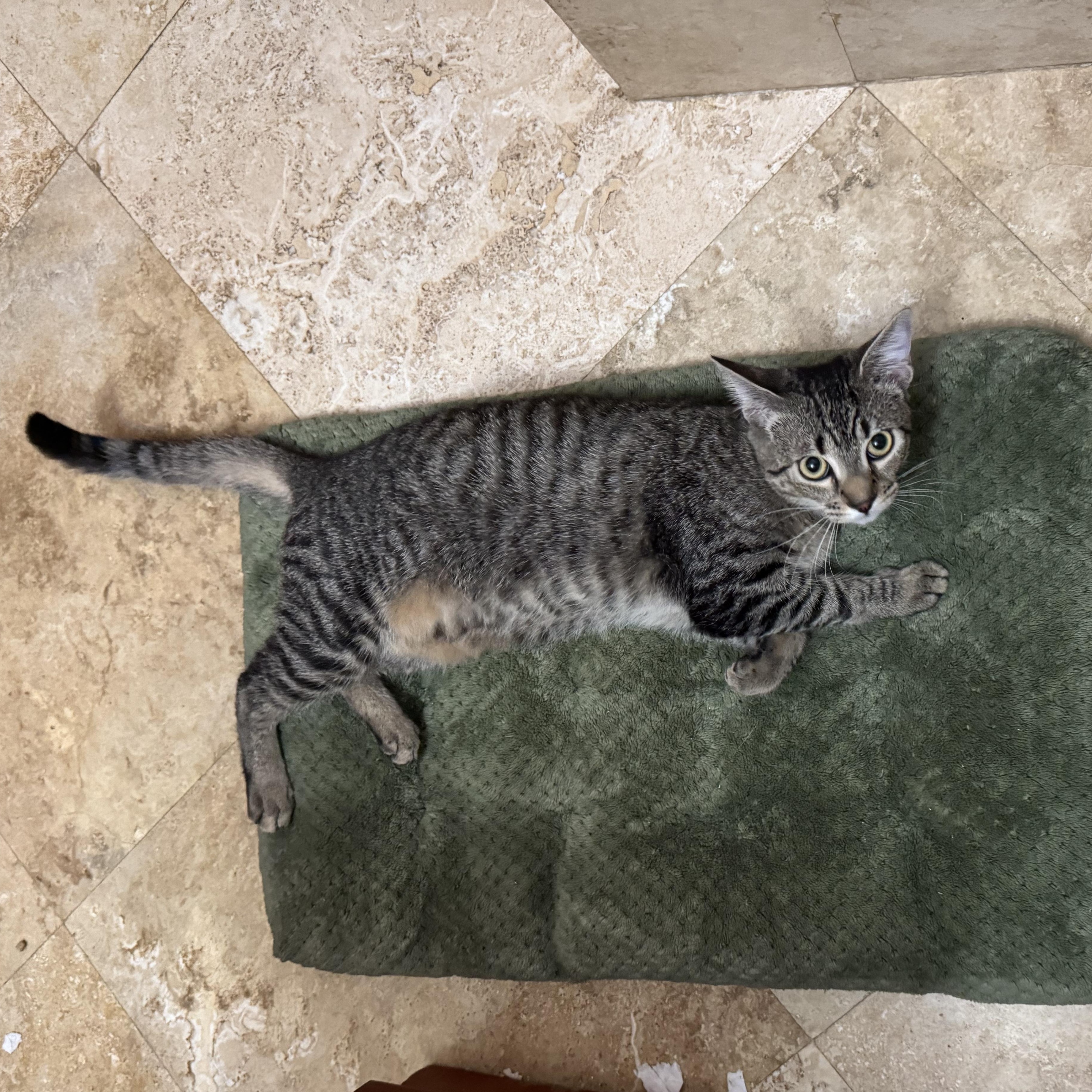 Enlarge Christina, a Adoptable Tabby in Hartford, CT image 2/3