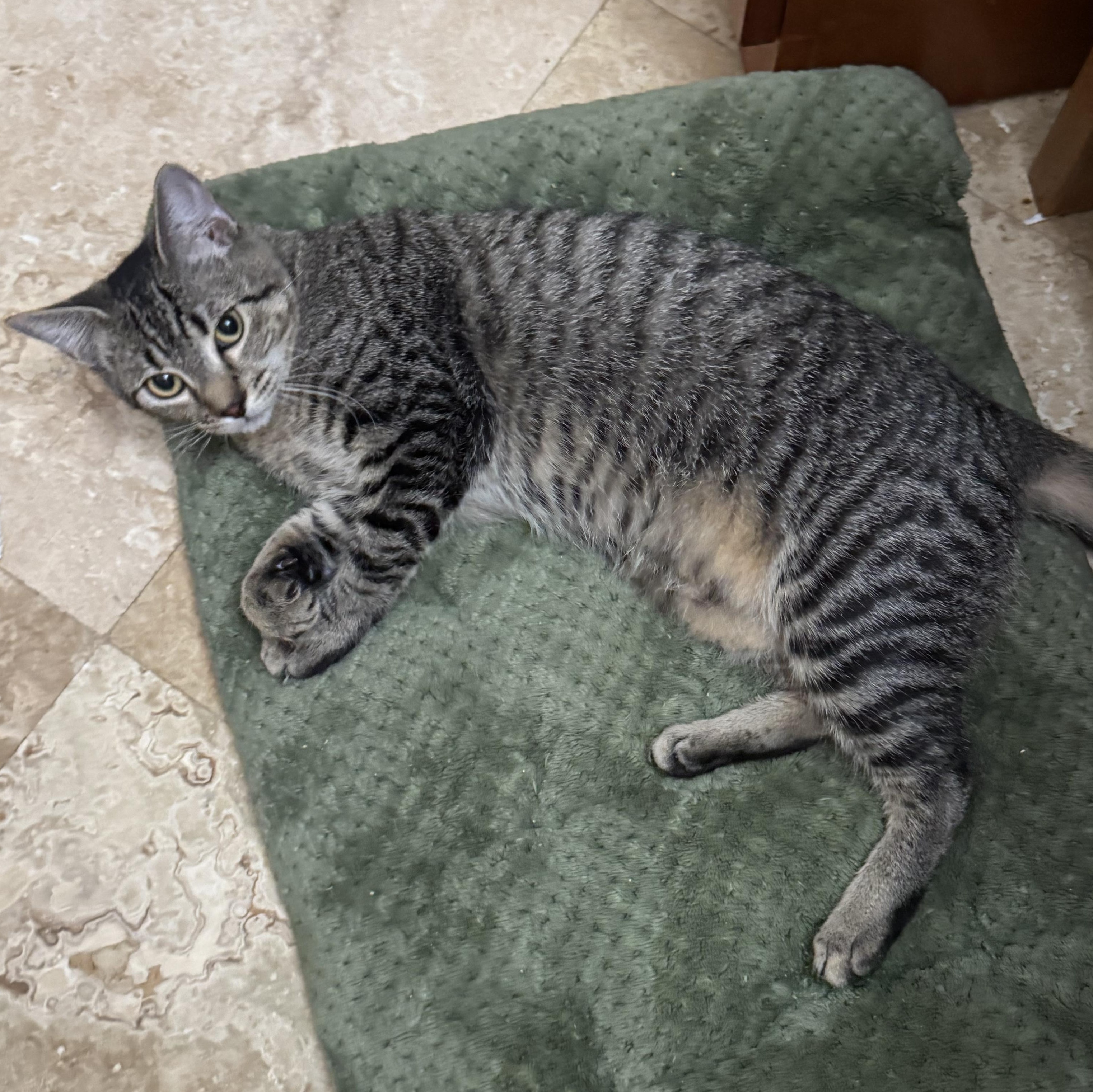 Christina, Adoptable, Young Female Tabby.