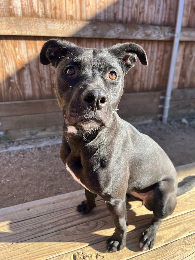 Enlarge Luna* A206253, a Adoptable mixed breed in Plano, TX image 6/6