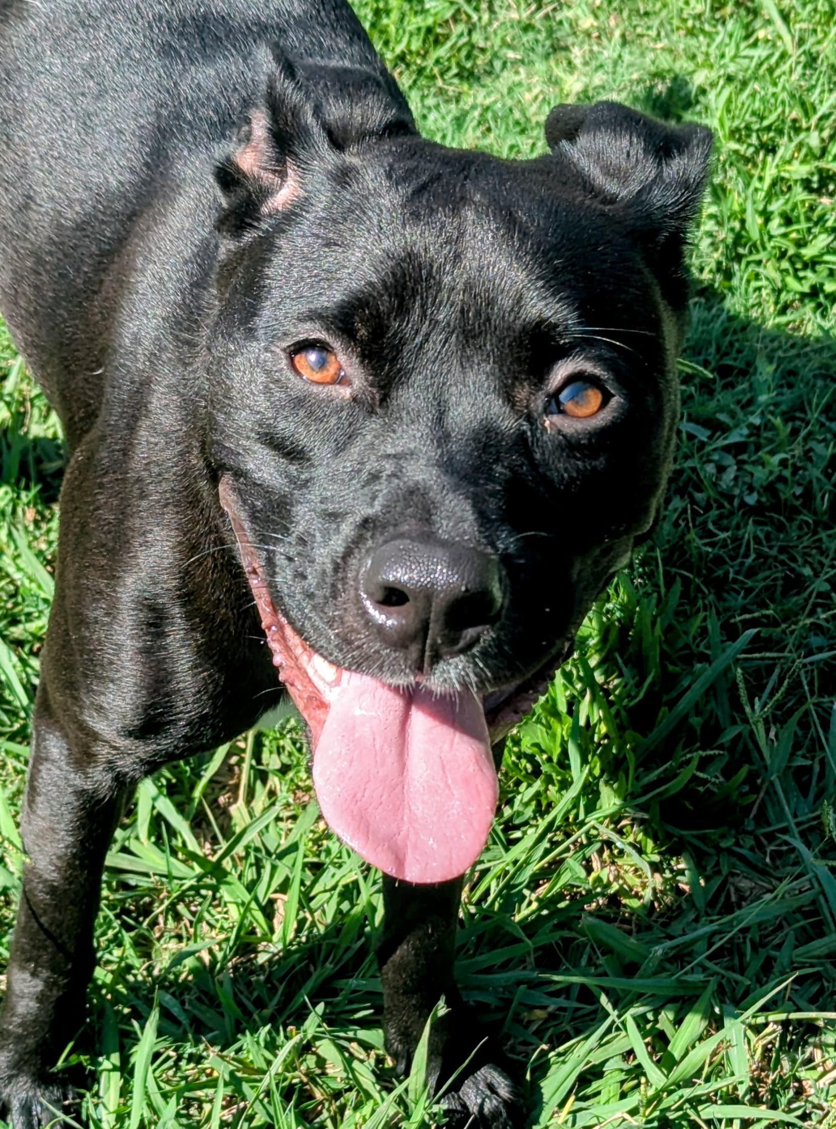 Enlarge Luna* A206253, a Adoptable mixed breed in Plano, TX image 4/6