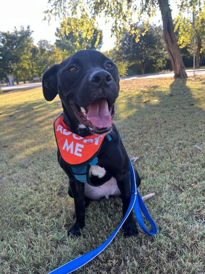 Enlarge Luna* A206253, a Adoptable mixed breed in Plano, TX image 1/6