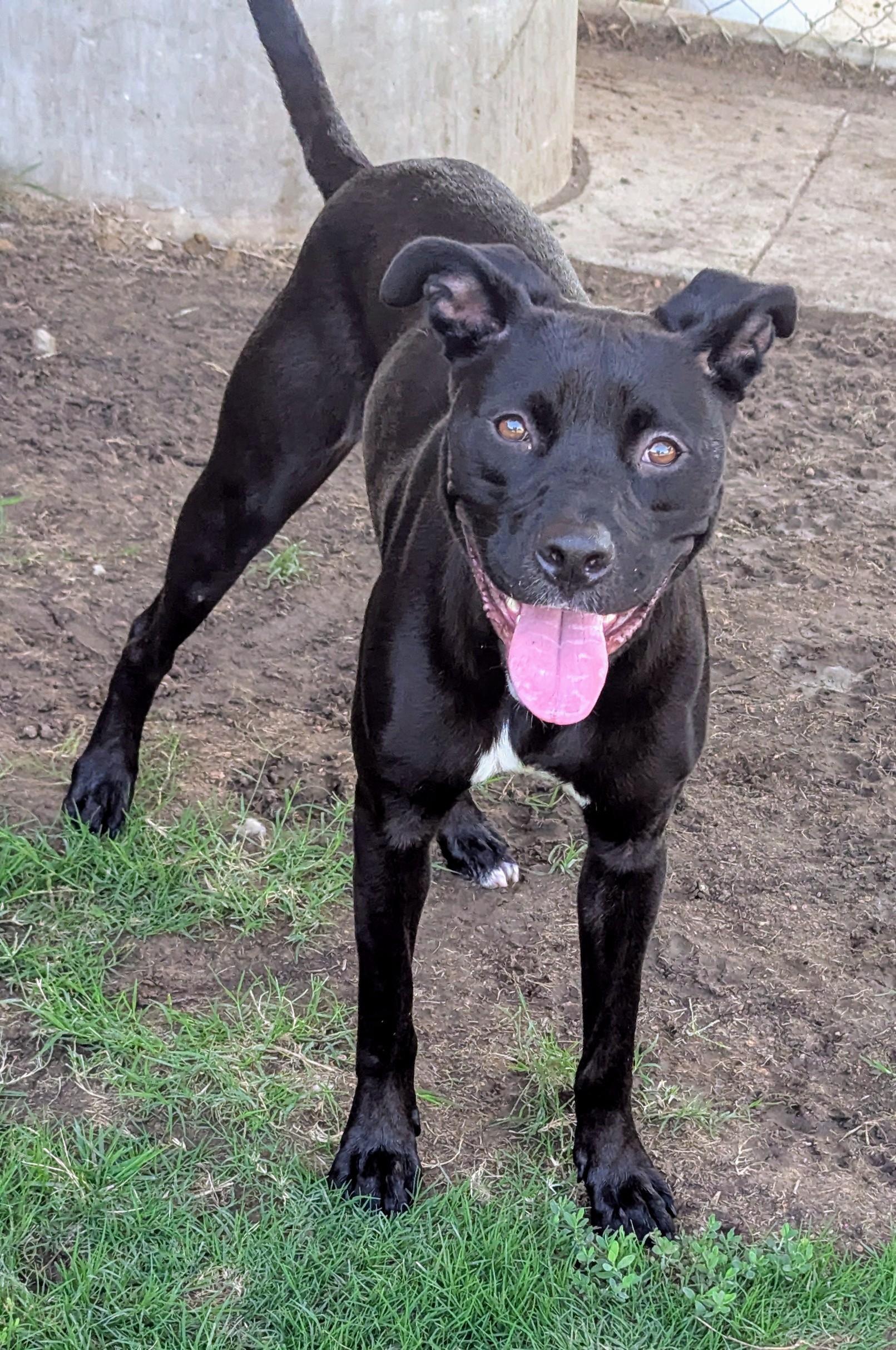 Enlarge Luna* A206253, a Adoptable mixed breed in Plano, TX image 5/6