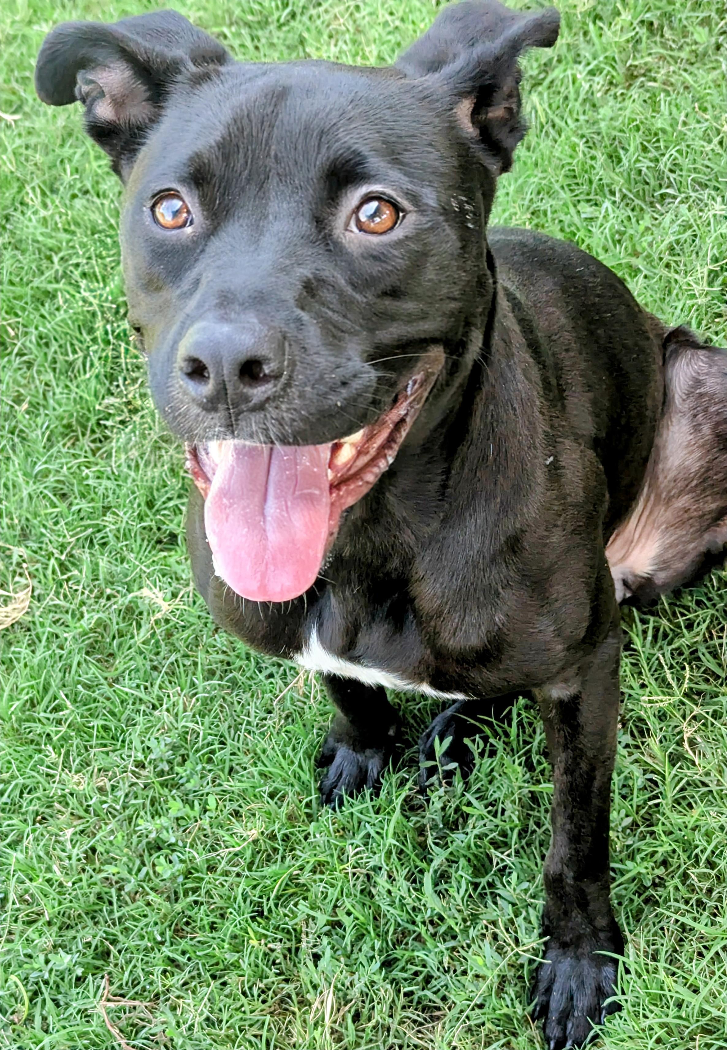 Enlarge Luna* A206253, a Adoptable mixed breed in Plano, TX image 3/6