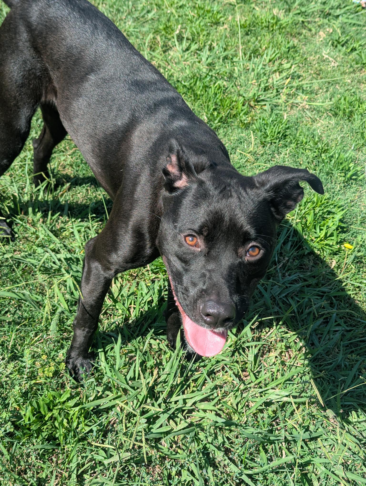 Enlarge Luna* A206253, a Adoptable mixed breed in Plano, TX image 6/6