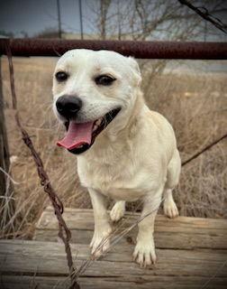 Enlarge Butter, a Adoptable mixed breed in Pleasanton, TX image 1/3