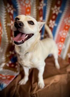 Enlarge Butter, a Adoptable mixed breed in Pleasanton, TX image 2/3