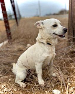 Enlarge Butter, a Adoptable mixed breed in Pleasanton, TX image 3/3