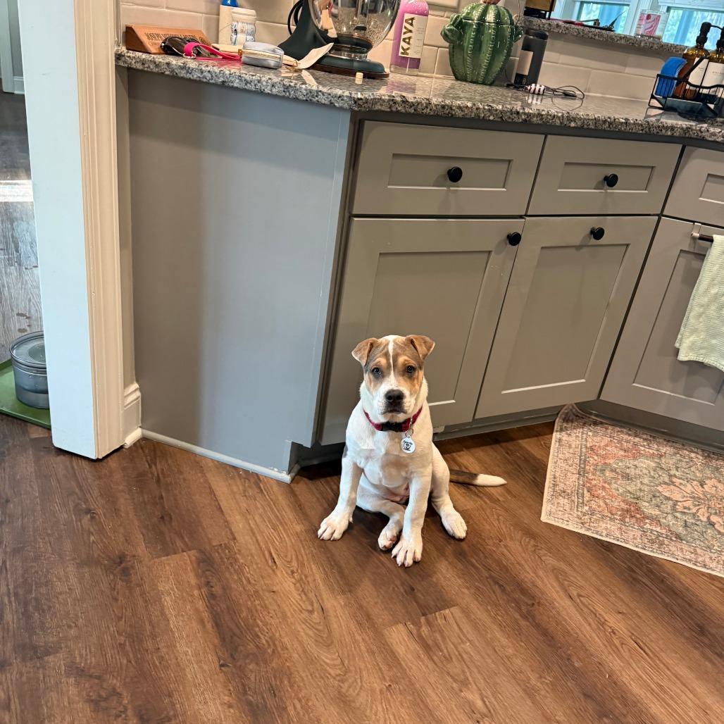 Beanie, Adoptable, Puppy Female Shar-Pei & Terrier.