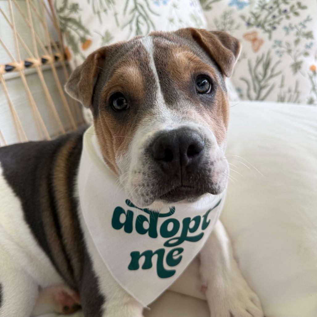 Enlarge Beanie, a Adoptable mixed breed in Raleigh, NC image 2/6