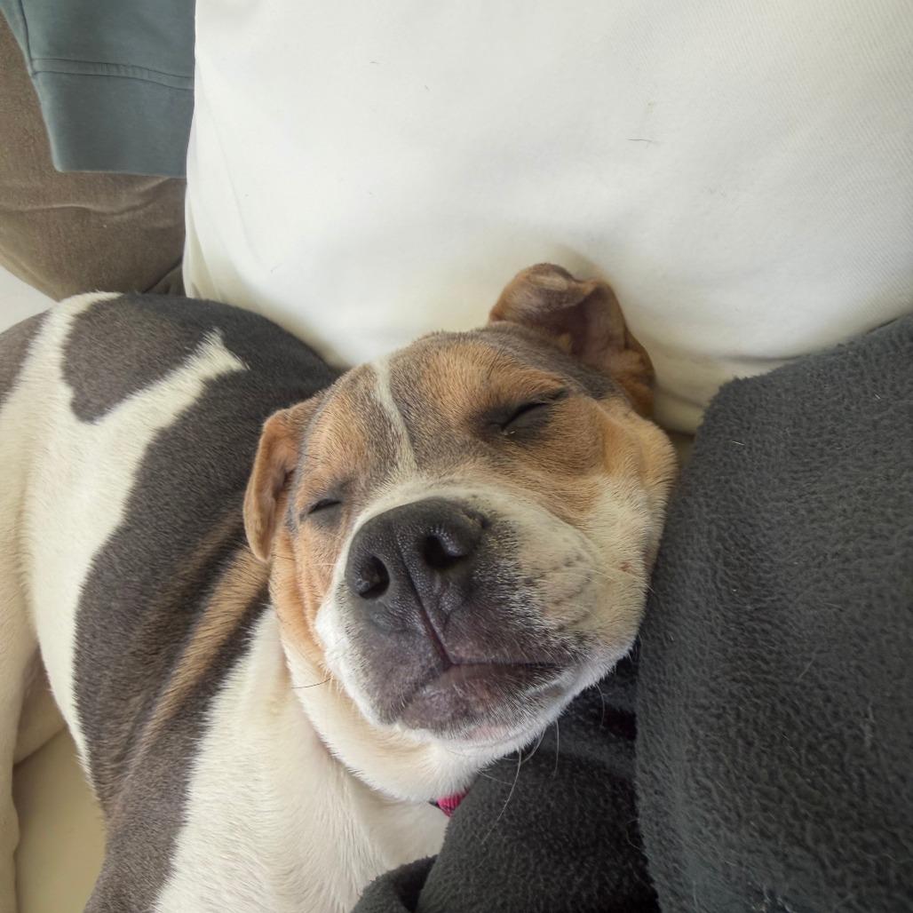 Enlarge Beanie, a Adoptable mixed breed in Raleigh, NC image 4/6