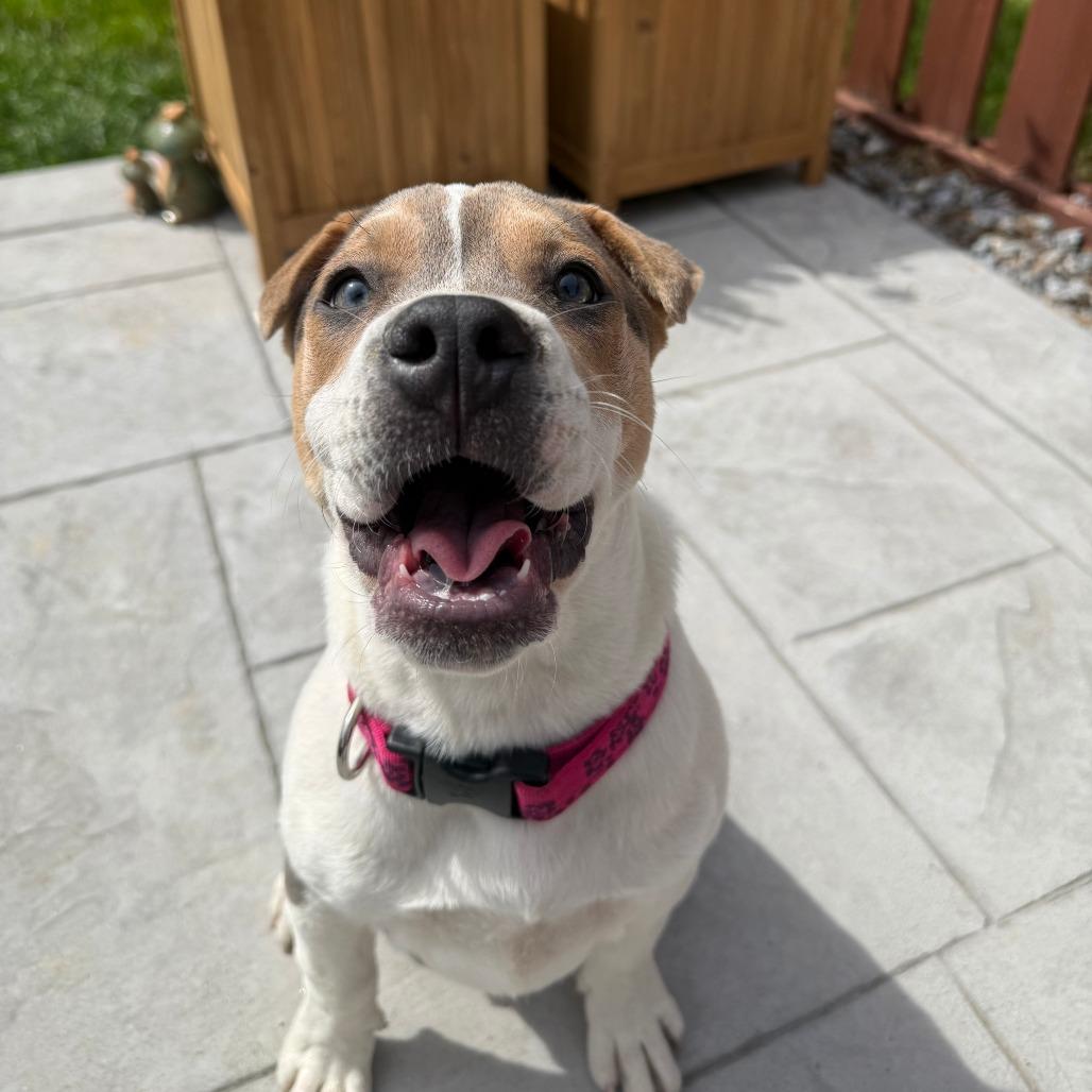 Enlarge Beanie, a Adoptable mixed breed in Raleigh, NC image 5/6