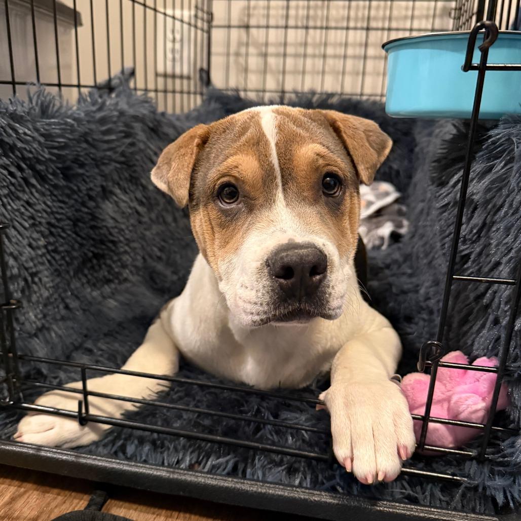 Enlarge Beanie, a Adoptable mixed breed in Raleigh, NC image 6/6