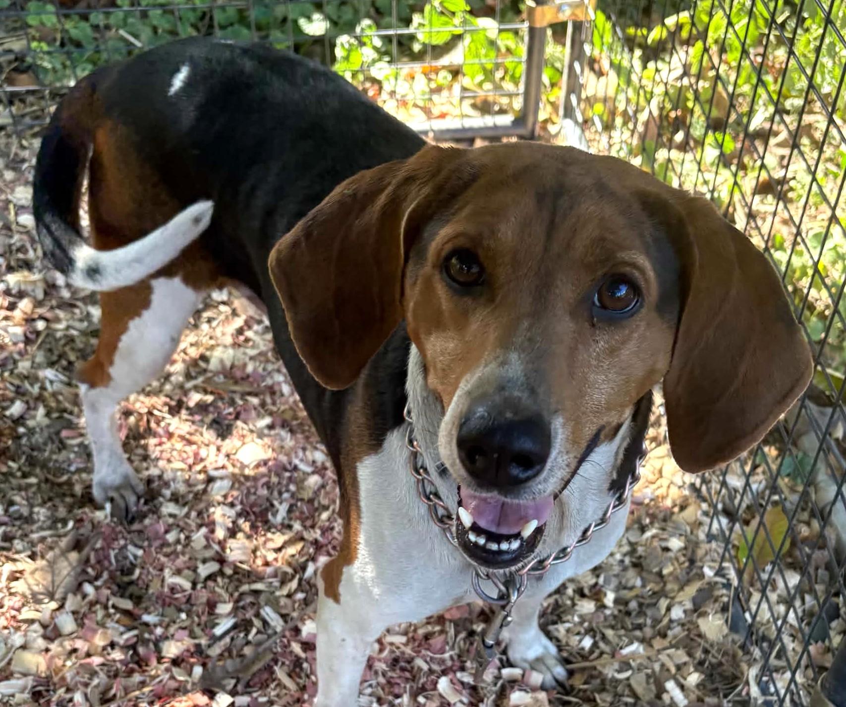 Enlarge Mary Jane-Available www.lhar.dog to apply, a Adoptable Beagle in Frederick, MD image 6/6