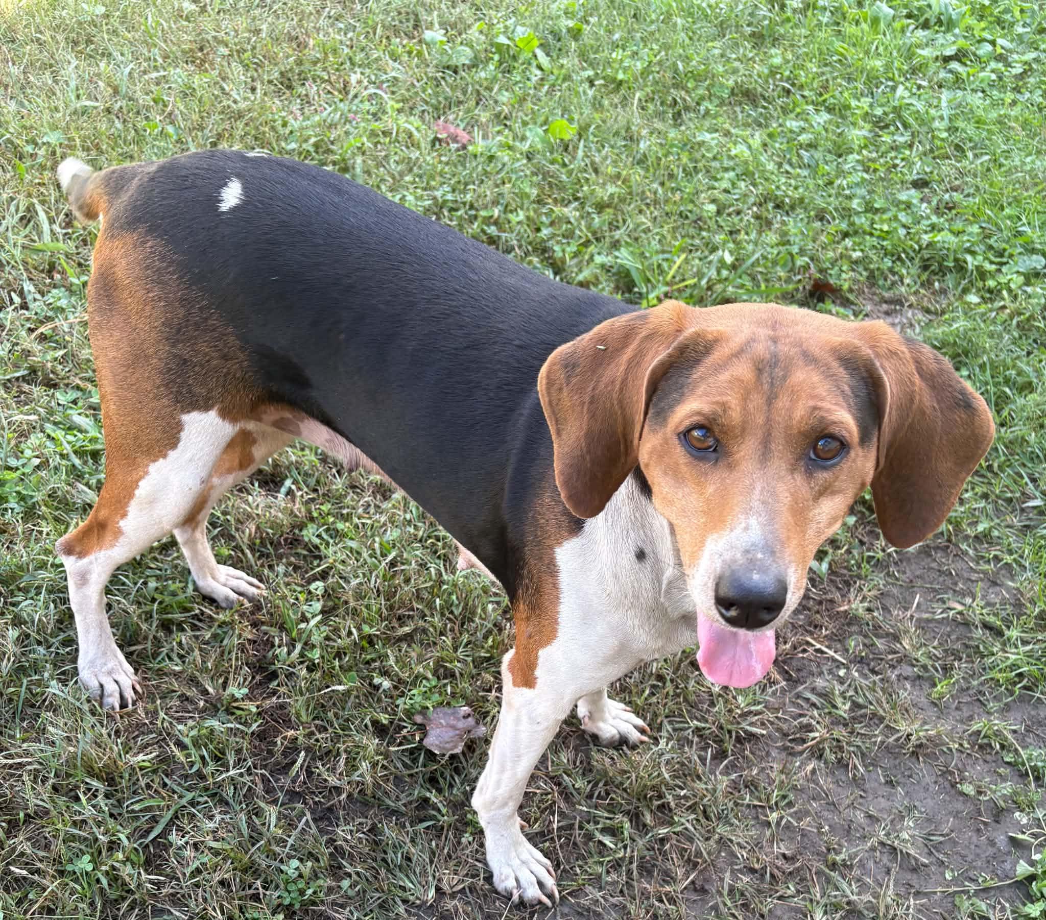Enlarge Mary Jane-Available www.lhar.dog to apply, a Adoptable Beagle in Frederick, MD image 5/6