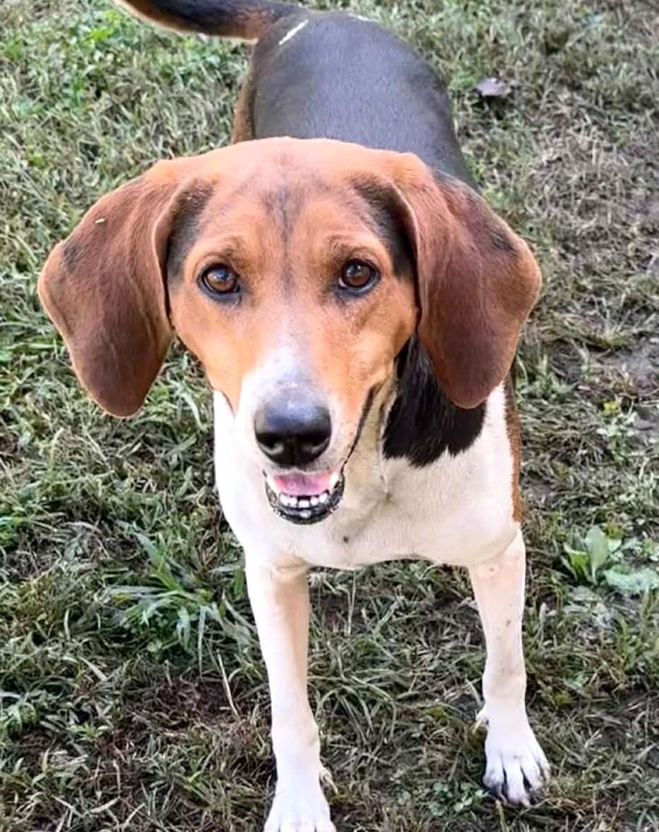 Enlarge Mary Jane-Available www.lhar.dog to apply, a Adoptable Beagle in Frederick, MD image 1/6