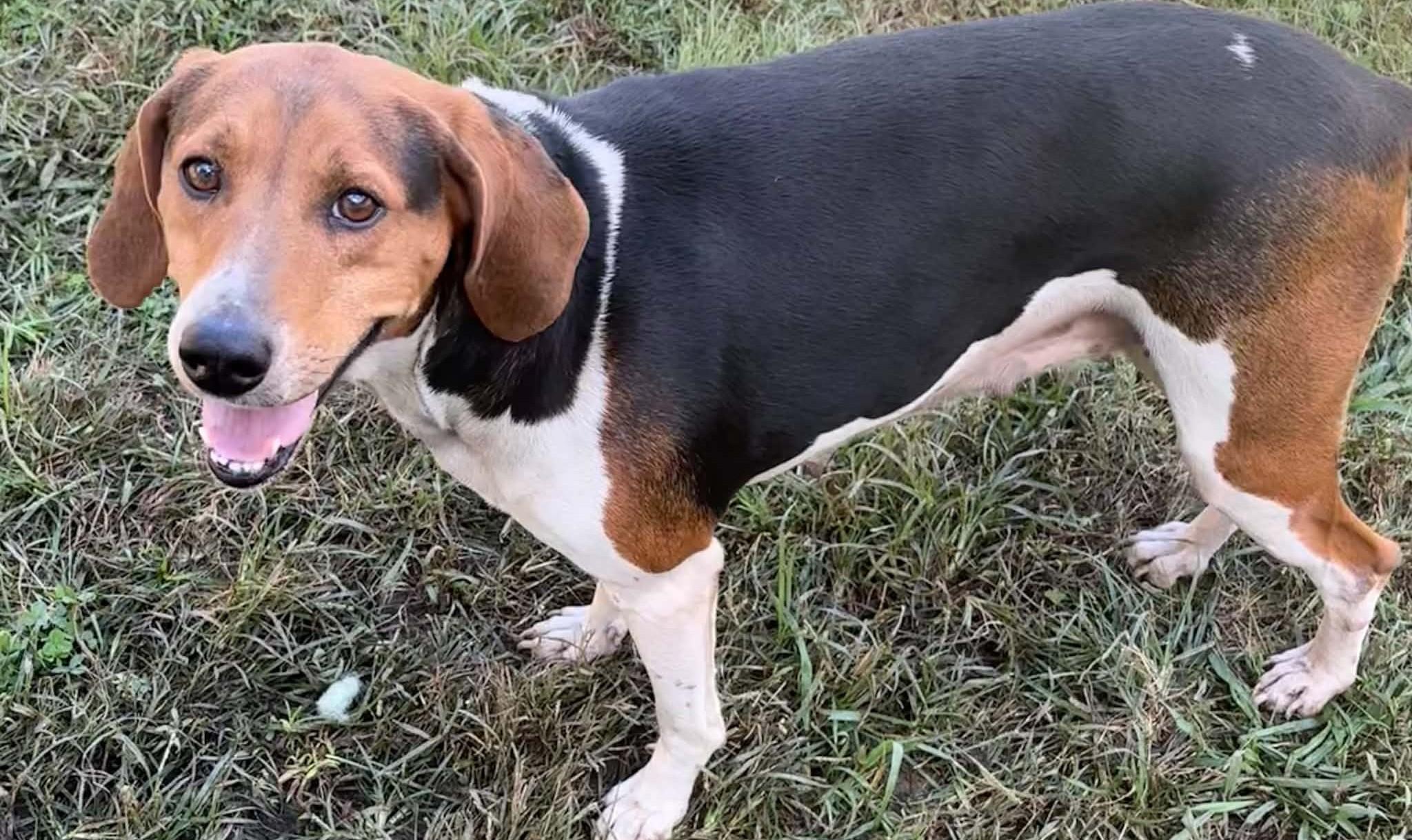 Enlarge Mary Jane-Available www.lhar.dog to apply, a Adoptable Beagle in Frederick, MD image 3/6