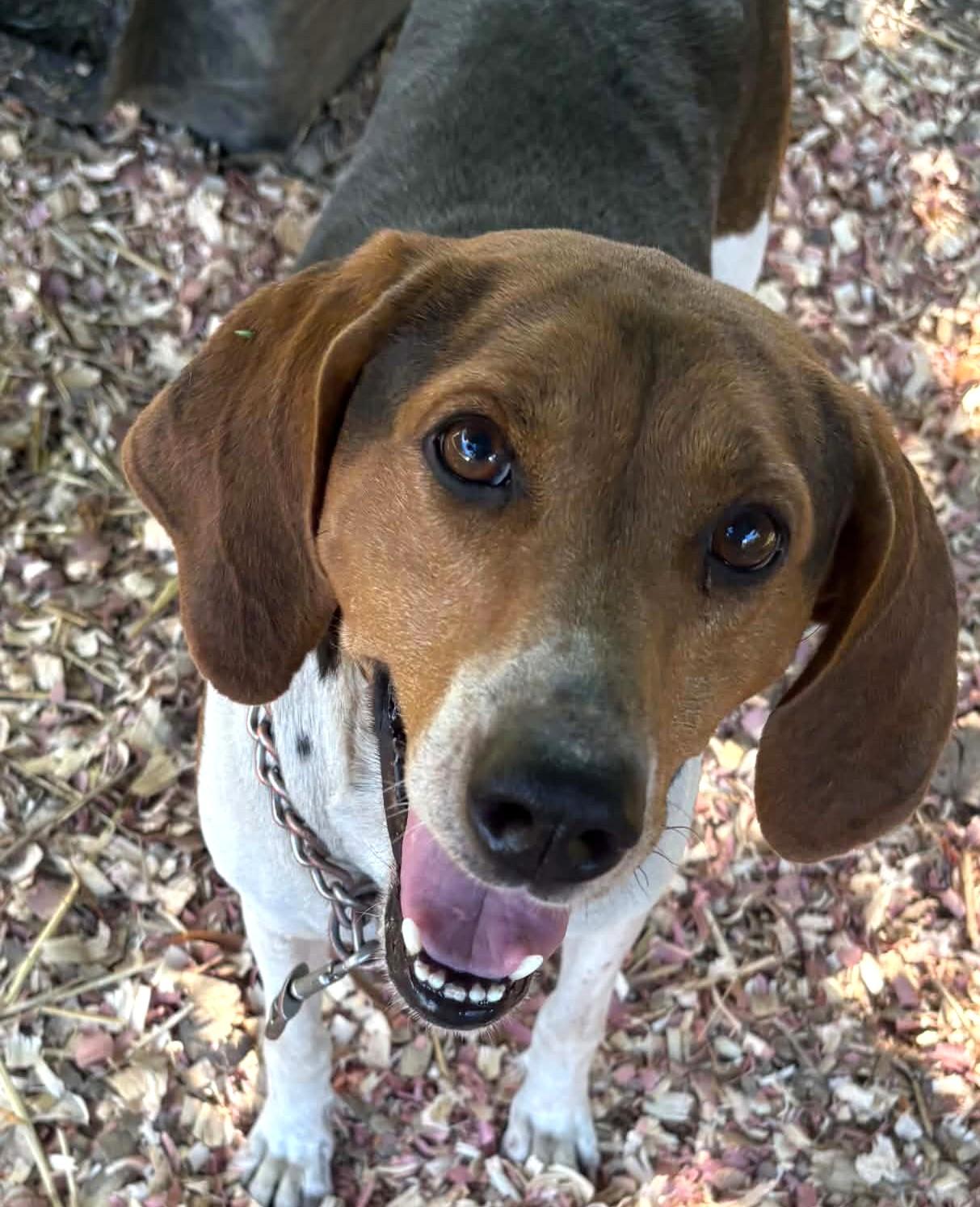 Enlarge Mary Jane-Available www.lhar.dog to apply, a Adoptable Beagle in Frederick, MD image 2/6