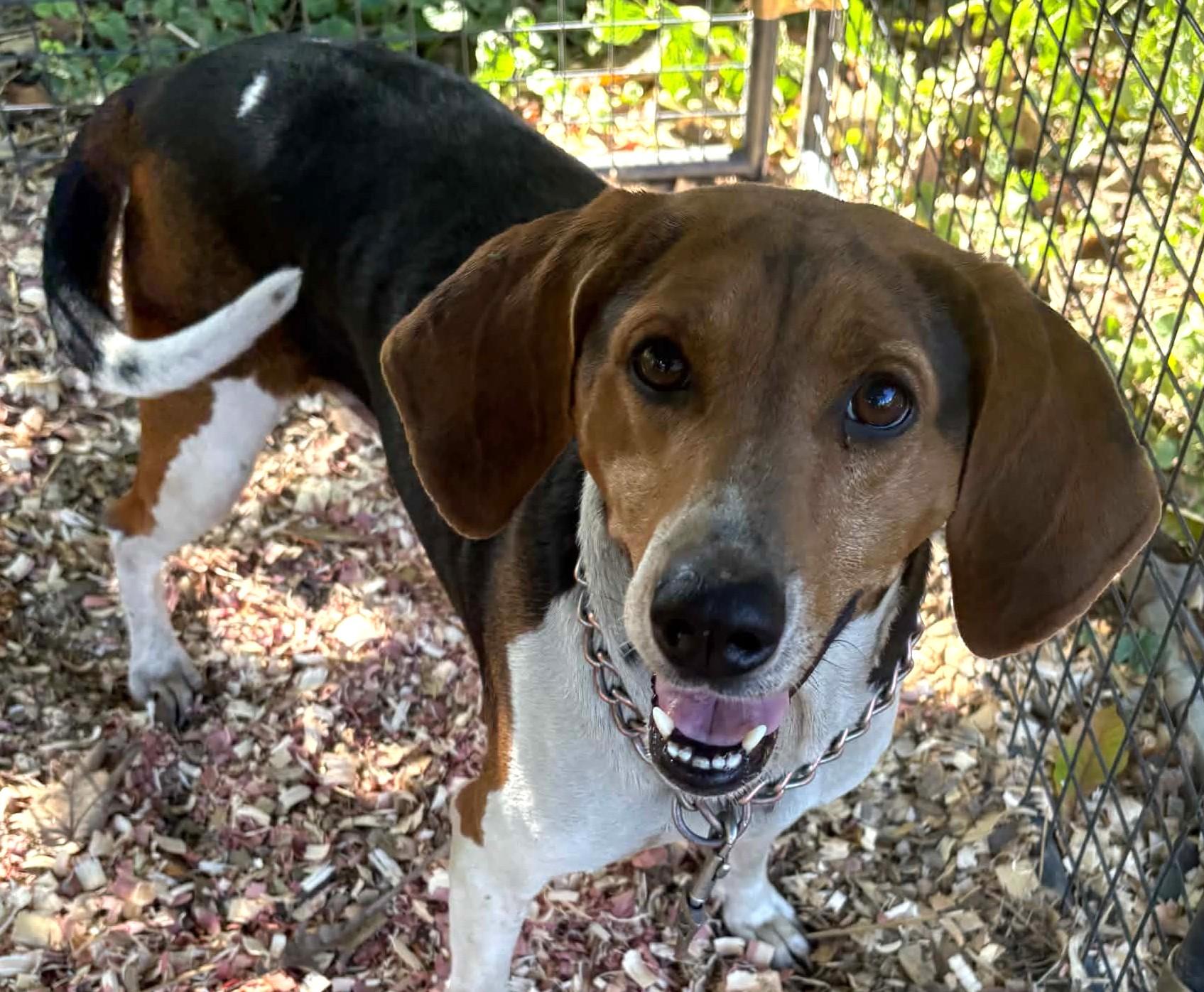 Enlarge Mary Jane-Available www.lhar.dog to apply, a Adoptable Beagle in Frederick, MD image 4/6